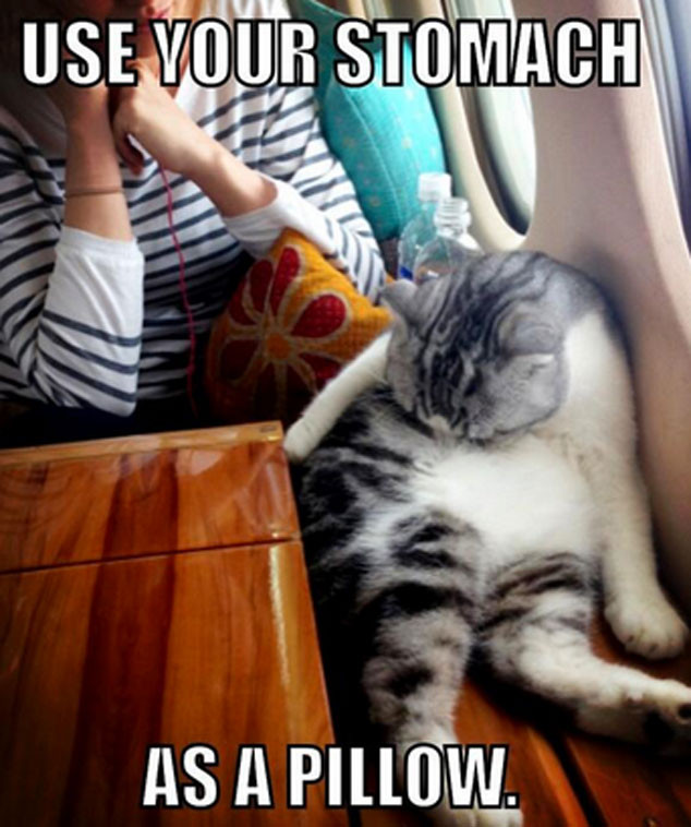 Taylor Swift Tweets Funny Meme Of Her Cat Meredith E Online Au