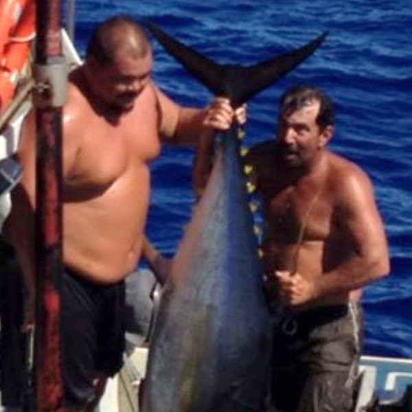 Tuna Capsizes Boat, Drags Fisherman Into Ocean