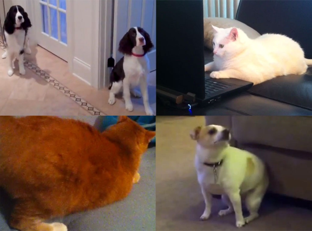 This Week in Adorable Animal Videos: Twerking Dogs & Cats! - E! Online