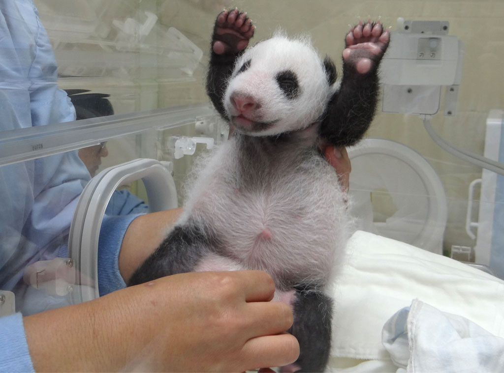 newborn baby giant panda