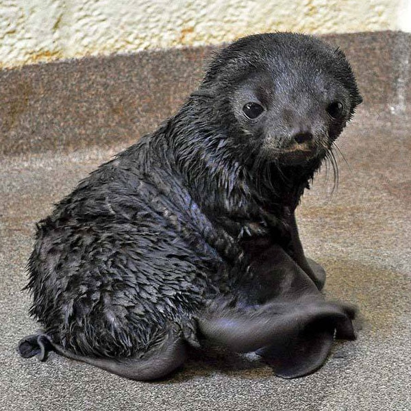 New England Aquarium Fur Pup Seal