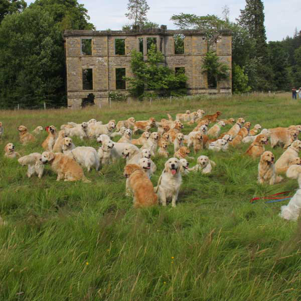222 Golden Retrievers Gather in Scotland and It Was Adorable E
