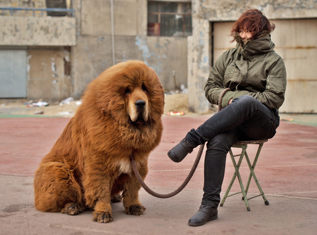 big fluffy chinese dog
