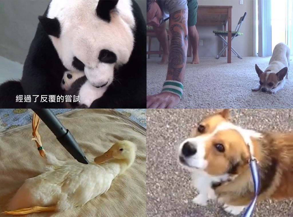 This Week in Adorable Animal Videos: Baby Panda Meets Its Mom! - E! Online