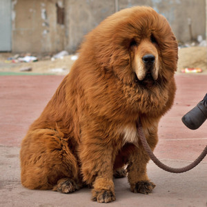 Chinese Zoo Tries to Disguise a Fluffy Dog as a Lion, Fails | E! News