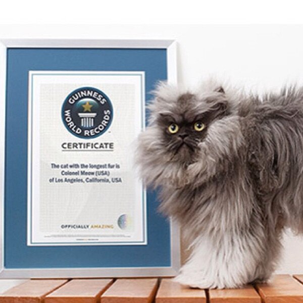 Meet Colonel Meow, the Cat Who Holds the World Record for Longest Fur