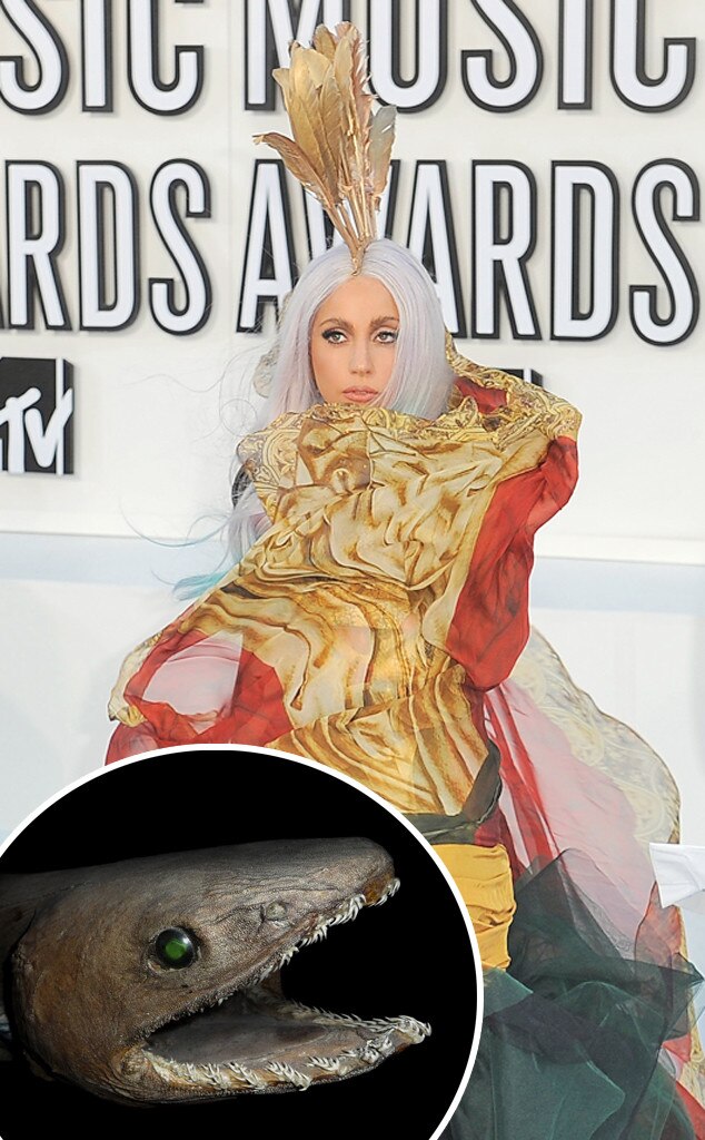 Lady Gaga As The Frilled Shark From Celebrity Shark Week E News 8812