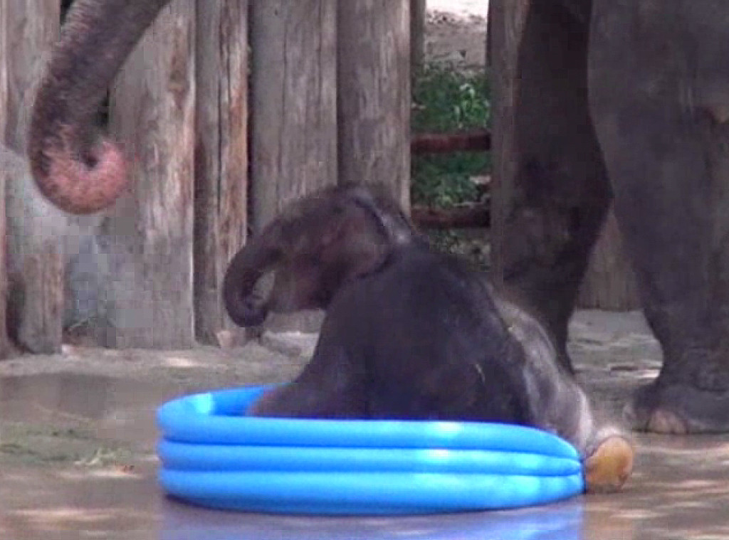 kids elephant pool