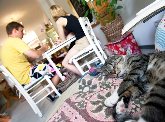 London s First Cat  Caf  is Opening Find Out Where E News