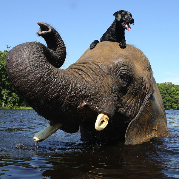Watch Elephant and a Dog BFFs Play Fetch Together E! Online
