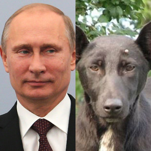 This Dog Looks Exactly Like Vladimir Putin | E! News