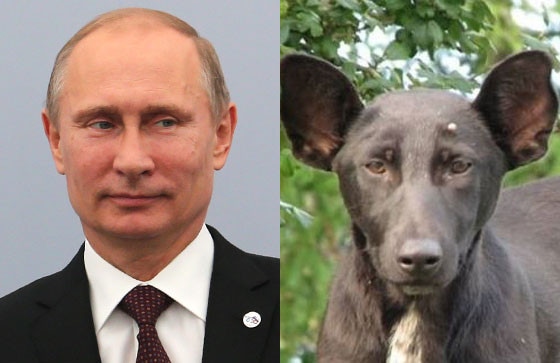 President of the Russian Federation Vladimir Putin, Dog