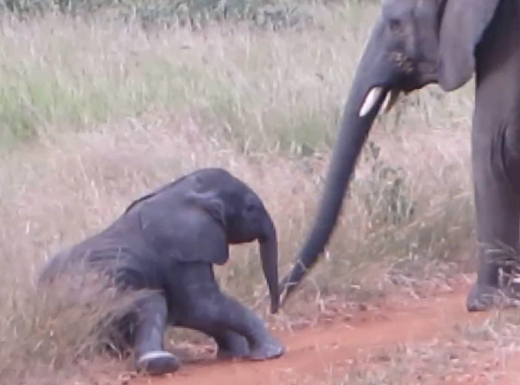 This Baby Elephant Is the Cutest Animal Video You'll Watch This Week - E!  Online