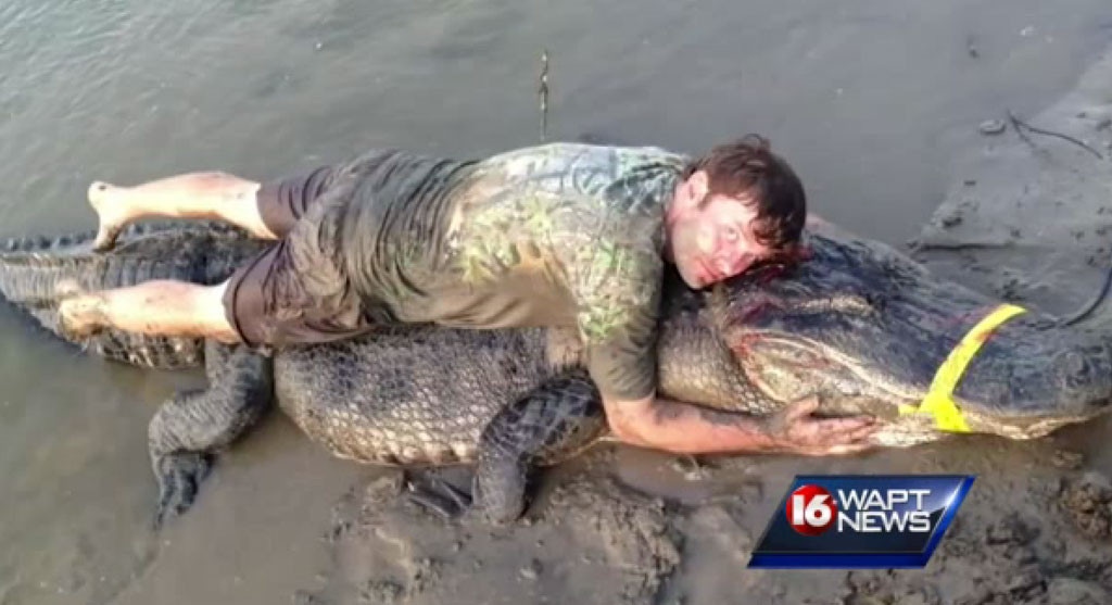 727 Pound Alligator