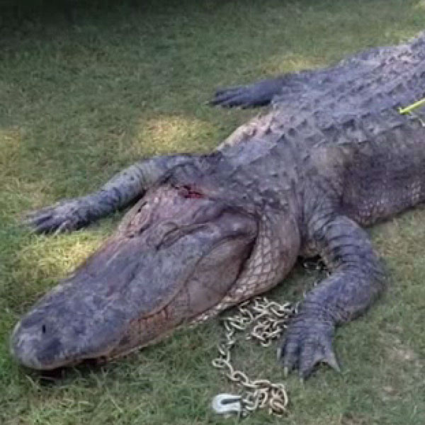 Terrifying 727 Pound Alligator Caught In Mississippi Sets Record E Online 