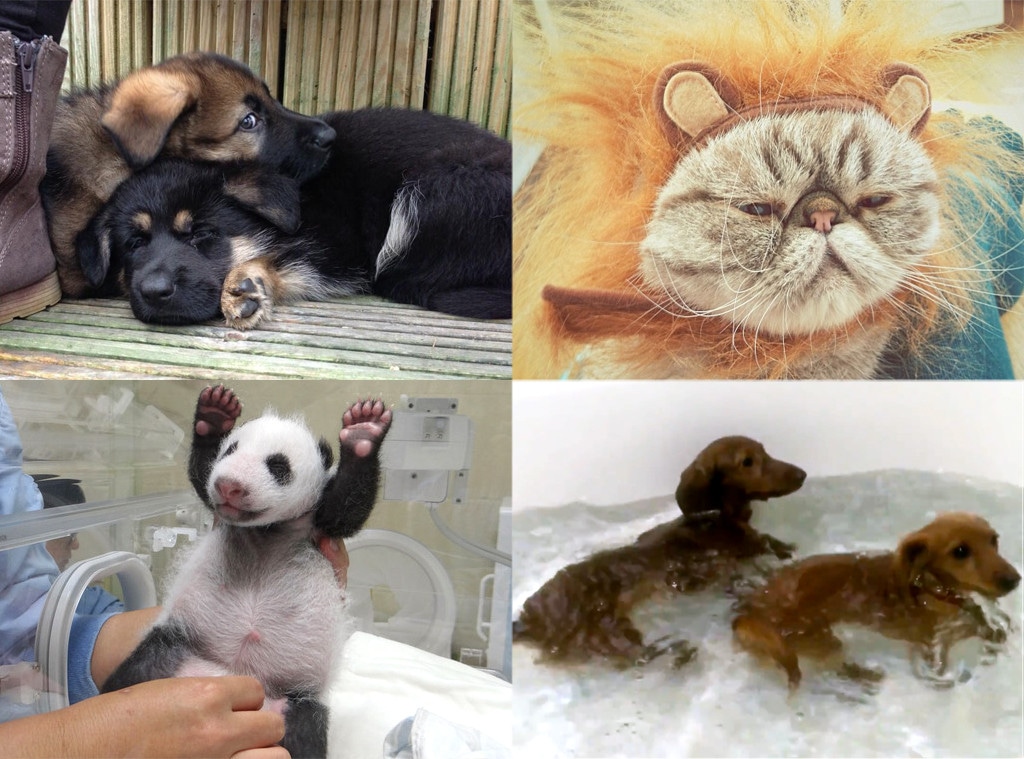 Panda, IOM Police Dogs, Rawr Kitteh, Mini Dachshund 
