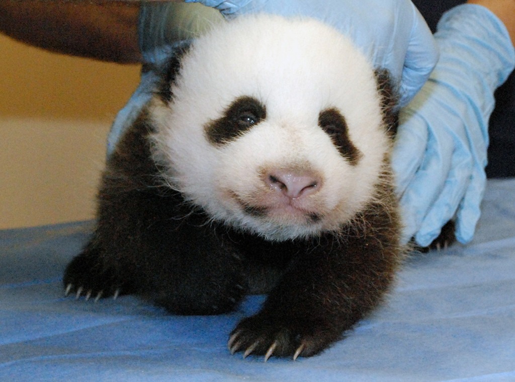 Panda, Smithsonian National Zoo