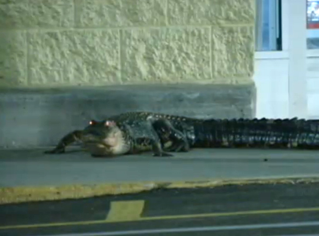 Walmart Alligator