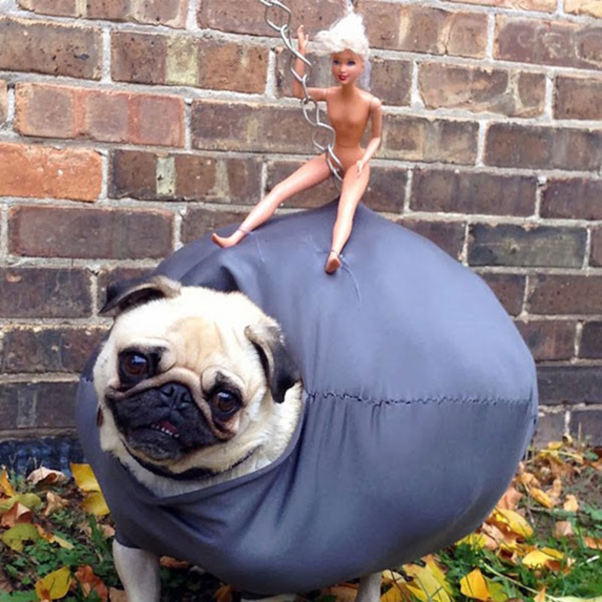 pet Halloween costumes 