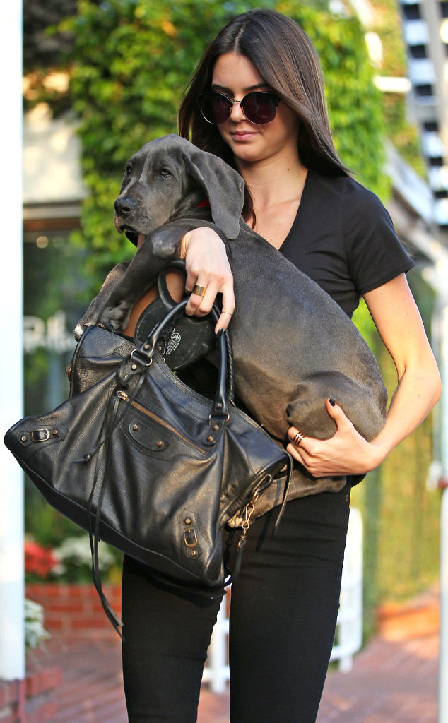 Kendall Jenner ein Hund zum 18. Geburtstag E! News Deutschland