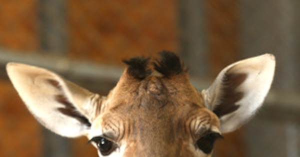 Giraffe Riddle Goes Viral on Facebook: Can You Answer It? | E! News