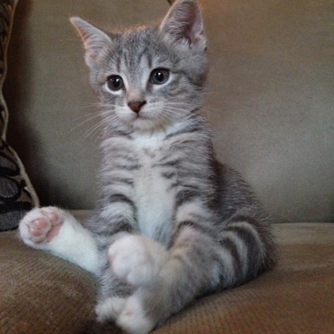 January is national adopt a rescued bird month! National Cat Day: Check Out Some of Our Readers' Cutest Kittens - E! Online