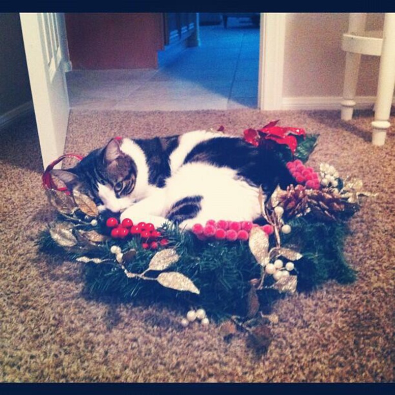 E! Loves, National Cat Day