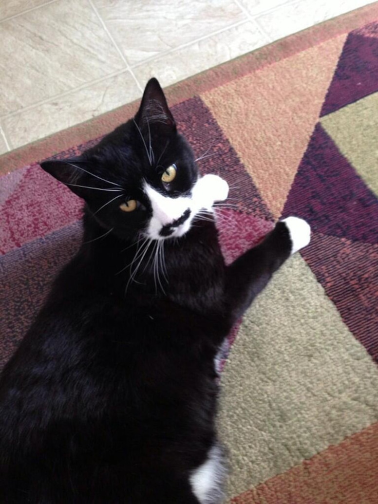 E! Loves, National Cat Day