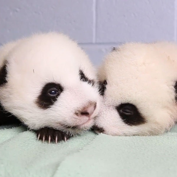 Watch Panda Twins Grow Up in Time Lapse Video