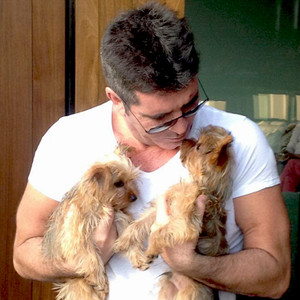 Simon Cowell Adopts Two Puppies, Asks Twitter Followers for Name ...