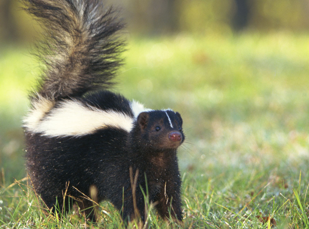 Watch This Man Save a Blind Skunk - E! Online