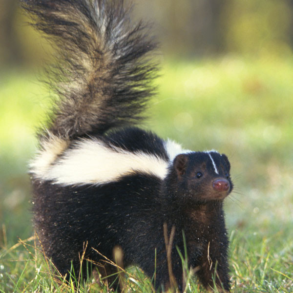 Watch This Man Save a Blind Skunk