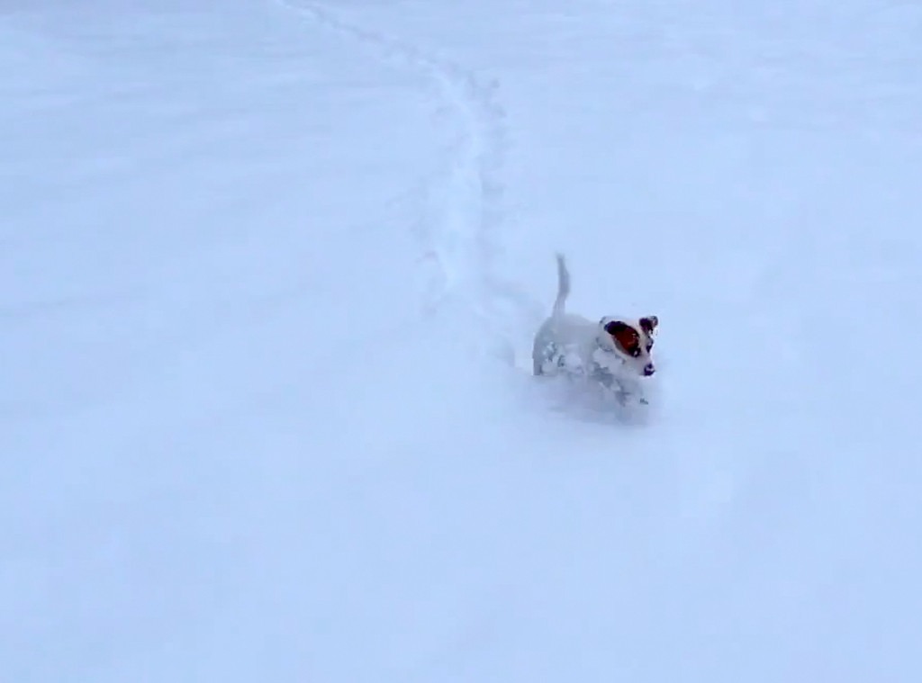 Puppy Snow Plough