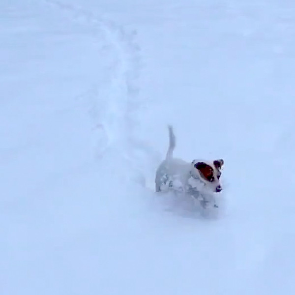 Watch This Happy Dog Jump Through the Snow