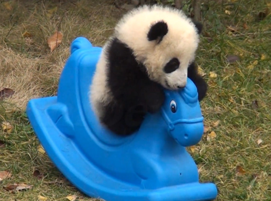 Watch This Baby Panda Ride a Pony