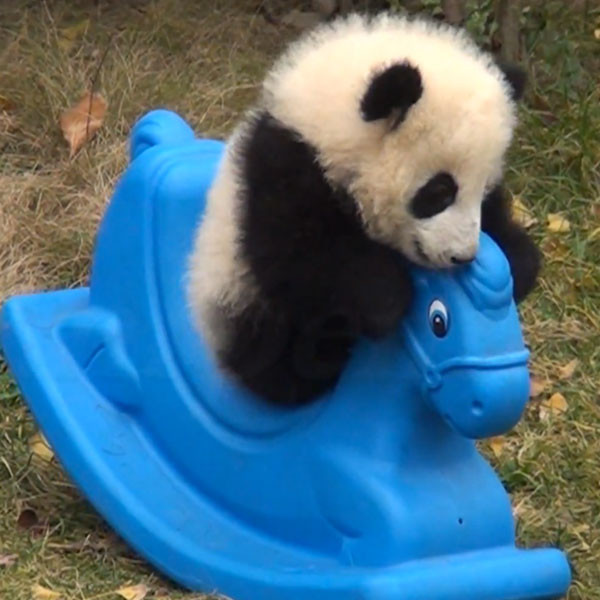 Watch This Baby Panda Ride a Pony