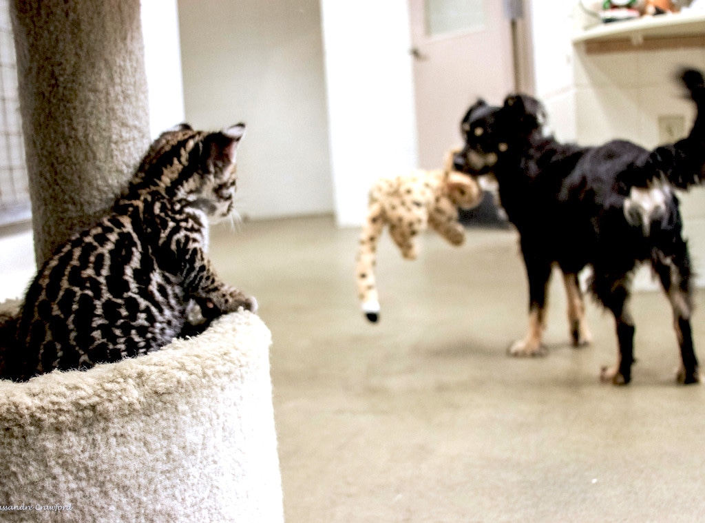 Ocelot kitten, Blakely the dog, Cincinnati Zoo