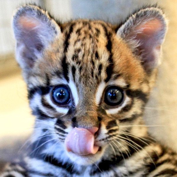 Ocelot kitten store