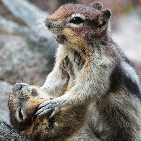 You Have to See These Pictures of Two Squirrels Play-Fighting - E! Online