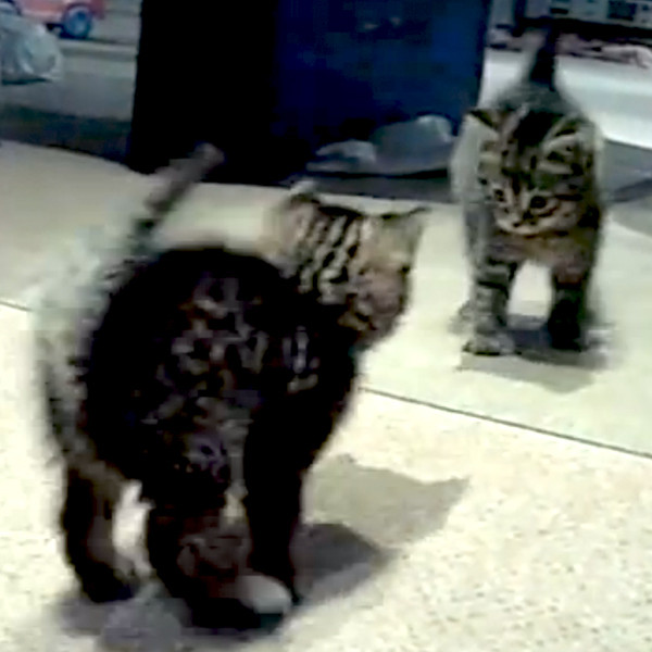 This Kitten Is So Confused By His Reflection