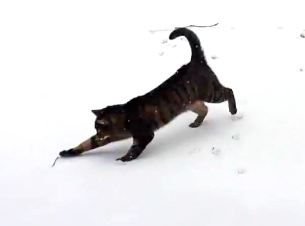 Cat Playing in Snow