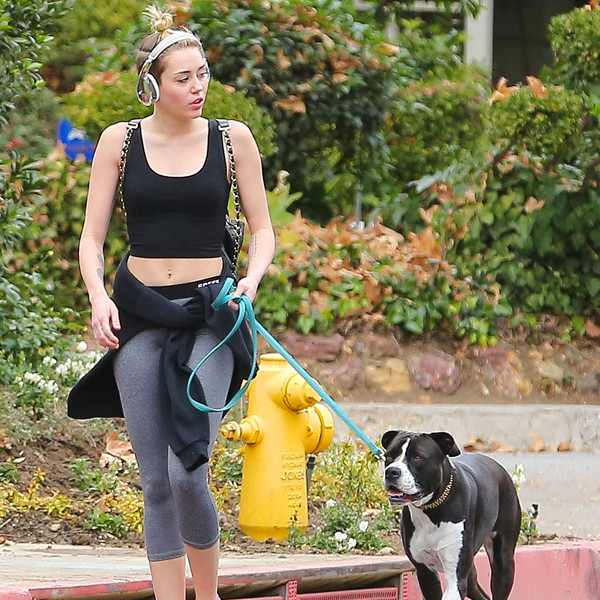 Miley Cyrus Bares Her Midriff While Walking Her Dog Mary Jane - E ...