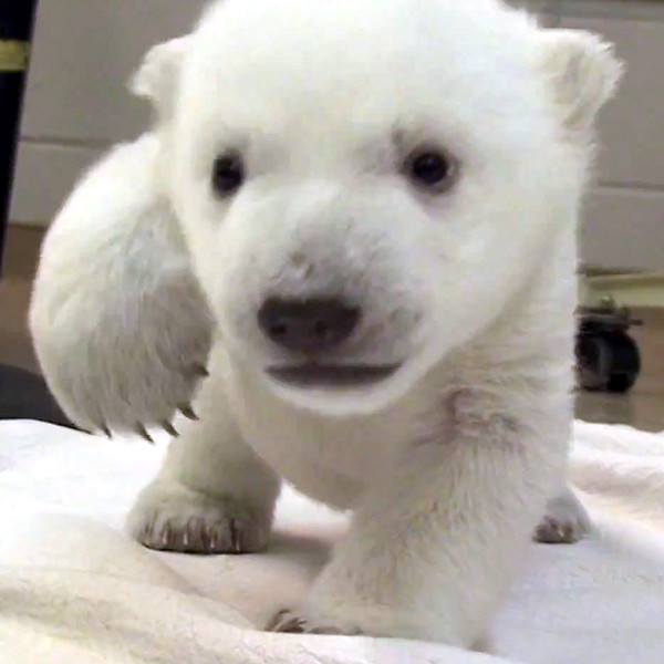 Watch This Baby Polar Bear Take His First Steps, image size:1080x1080