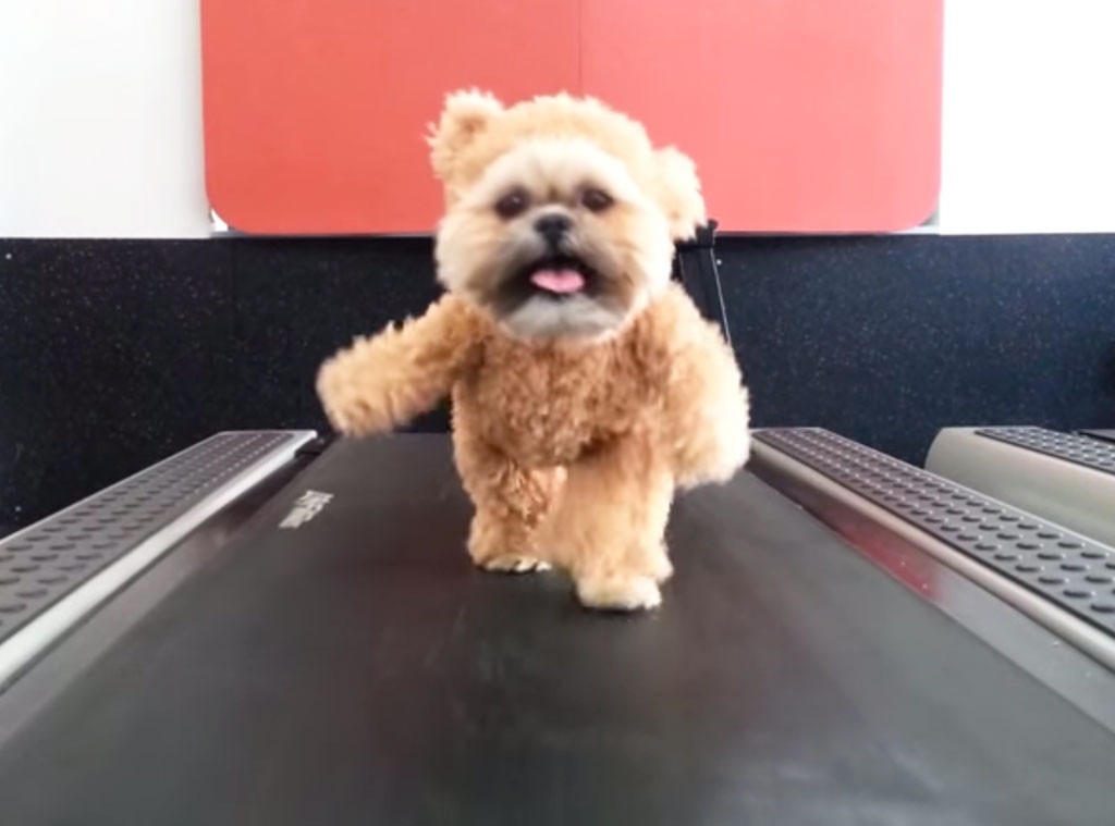 Munchkin, Shih Tzu, treadmill