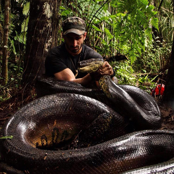 man eaten by anaconda