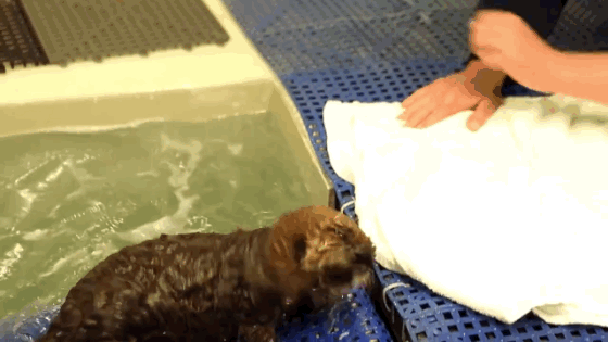 And the Cutest Animal Video Award Goes To… | E! News