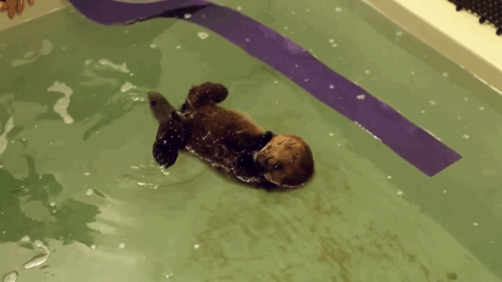 And the Cutest Animal Video Award Goes To… | E! News