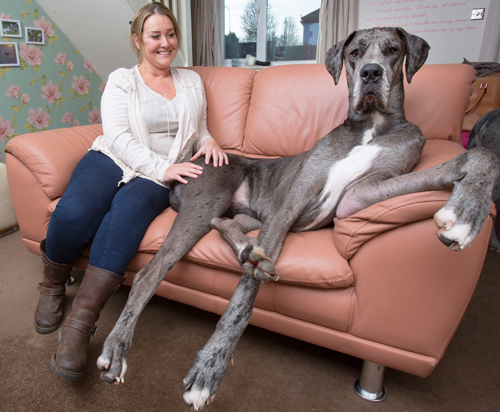 how tall was zeus the great dane
