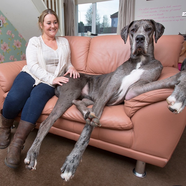 Meet Freddy the Great Dane, the Tallest Dog in Britain - E! Online