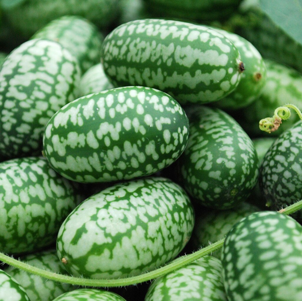Mexican Gherkins from 50 Food Trends You Must Eat & Drink Before 2015